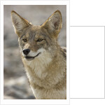 Coyote in Death Valley National Park by Anonymous