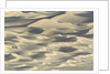 Sand dunes in Death Valley National Park by Anonymous