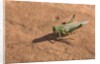 Grasshopper on sandstone plateau in Grand Canyon National Park by Anonymous