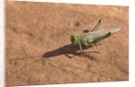 Grasshopper on sandstone plateau in Grand Canyon National Park by Anonymous