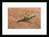 Grasshopper on sandstone plateau in Grand Canyon National Park by Anonymous