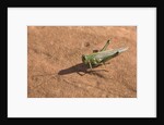 Grasshopper on sandstone plateau in Grand Canyon National Park by Anonymous