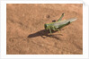 Grasshopper on sandstone plateau in Grand Canyon National Park by Anonymous