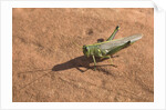 Grasshopper on sandstone plateau in Grand Canyon National Park by Anonymous