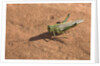 Grasshopper on sandstone plateau in Grand Canyon National Park by Anonymous