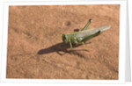 Grasshopper on sandstone plateau in Grand Canyon National Park by Anonymous
