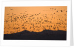 Snow geese flying to roost in shallow pond by Anonymous