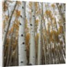 Grove of Coloful Aspens in Fall by Anonymous