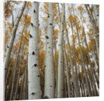 Grove of Coloful Aspens in Fall by Anonymous