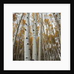Grove of Coloful Aspens in Fall by Anonymous