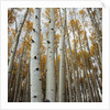 Grove of Coloful Aspens in Fall by Anonymous