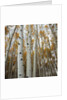 Grove of Coloful Aspens in Fall by Anonymous