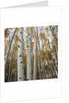 Grove of Coloful Aspens in Fall by Anonymous