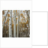 Grove of Coloful Aspens in Fall by Anonymous