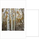 Grove of Coloful Aspens in Fall by Anonymous