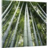 Bamboo grove by Anonymous