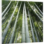 Bamboo grove by Anonymous