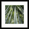 Bamboo grove by Anonymous