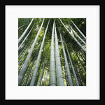 Bamboo grove by Anonymous