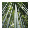 Bamboo grove by Anonymous