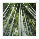 Bamboo grove by Anonymous