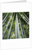 Bamboo grove by Anonymous