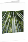 Bamboo grove by Anonymous