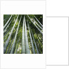 Bamboo grove by Anonymous