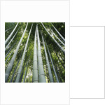 Bamboo grove by Anonymous