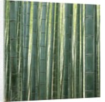 Bamboo Forest in Kyoto by Anonymous