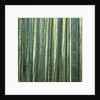 Bamboo Forest in Kyoto by Anonymous