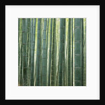 Bamboo Forest in Kyoto by Anonymous