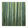 Bamboo Forest in Kyoto by Anonymous