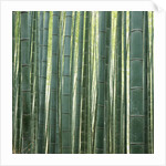 Bamboo Forest in Kyoto by Anonymous