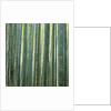 Bamboo Forest in Kyoto by Anonymous