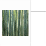 Bamboo Forest in Kyoto by Anonymous