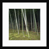 Bamboo Forest in Kyoto by Anonymous