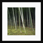 Bamboo Forest in Kyoto by Anonymous