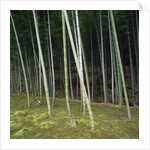 Bamboo Forest in Kyoto by Anonymous