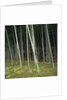 Bamboo Forest in Kyoto by Anonymous