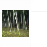 Bamboo Forest in Kyoto by Anonymous