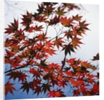 Colorful leaves by Anonymous