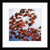 Colorful leaves by Anonymous