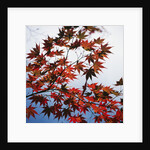 Colorful leaves by Anonymous