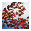 Colorful leaves by Anonymous