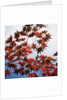 Colorful leaves by Anonymous