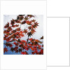 Colorful leaves by Anonymous
