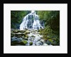 The many tiered Nelson Falls and lush rainforest located in the Franklin-Gordon Wild Rivers National Park, Tasmania. by Anonymous