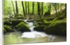 Moss covered rocks in Monbach Creek in the Black Forest by Anonymous