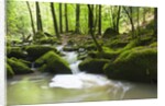 Moss covered rocks in Monbach Creek in the Black Forest by Anonymous
